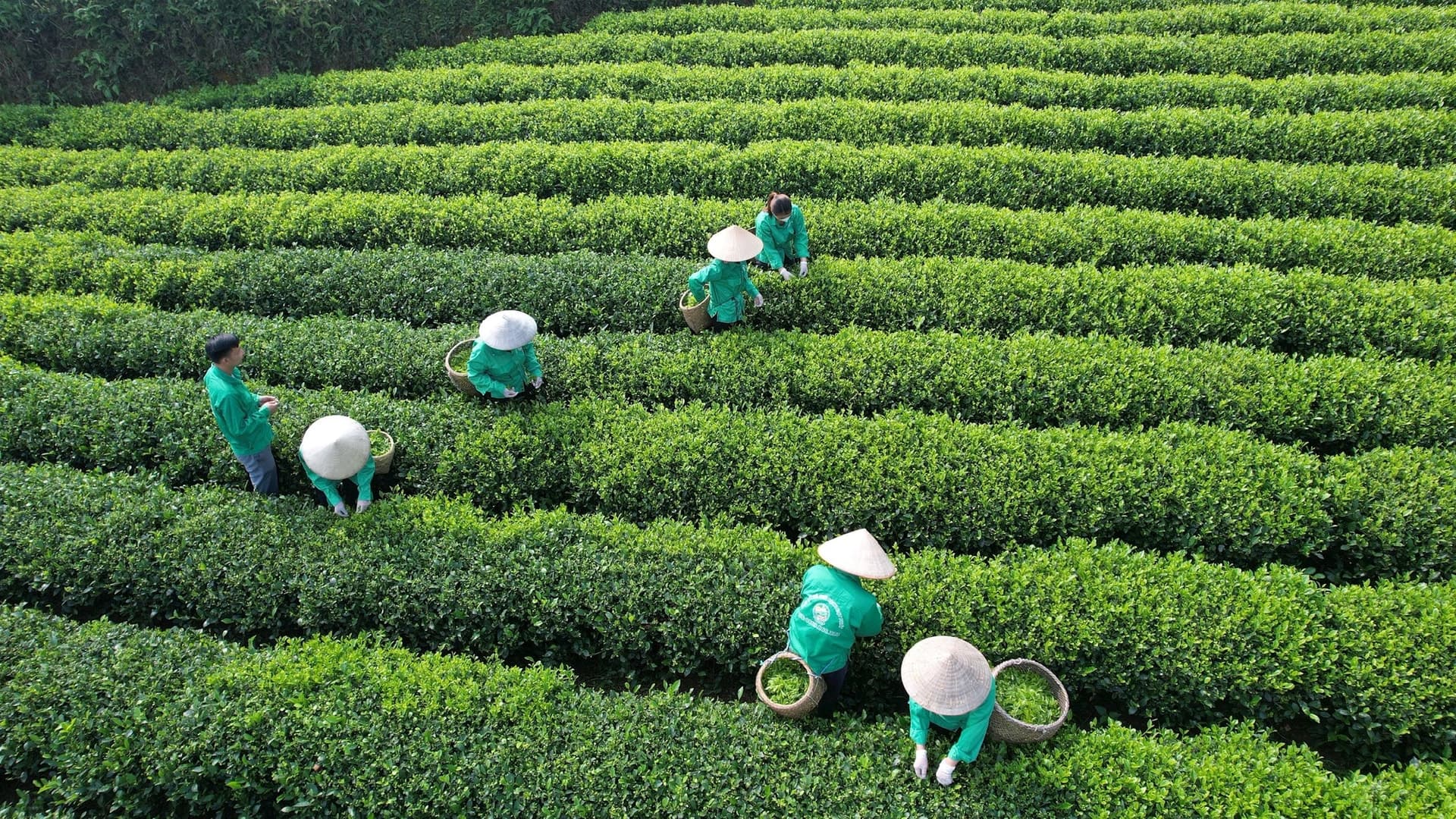 Nông nghiệp Xanh